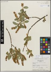 Foto von Salix lucida Muhl.